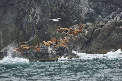 Яхтенная экспедиция на Северные Курилы (из альбома, август 2020 г)