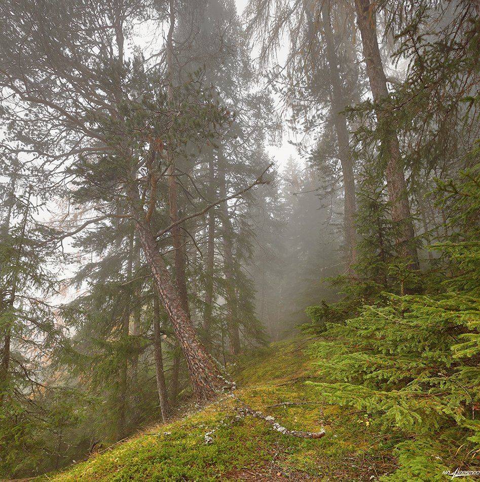 swiss, Матвеев Николай