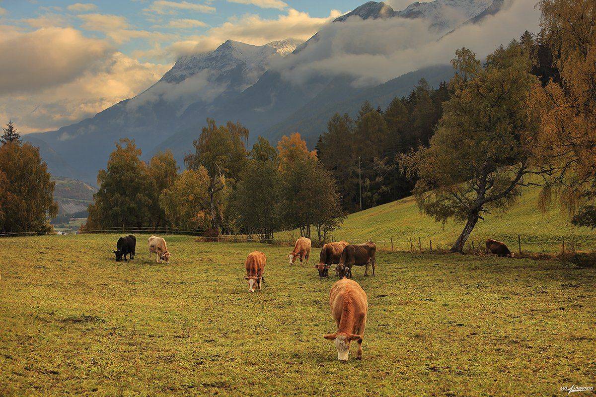 swiss, Матвеев Николай