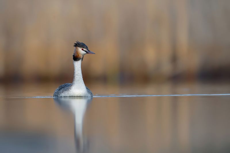 Perkoz dwuczuby фото превью