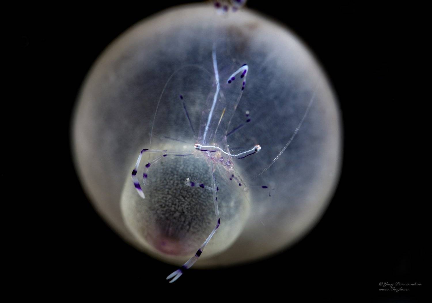 египет красное море хургада дайвинг, Юрий Перевозников