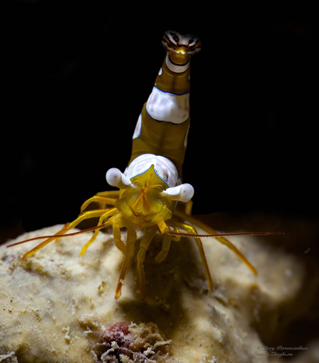 дайвинг хургада египет красное море жогло zhoglo, Юрий Перевозников