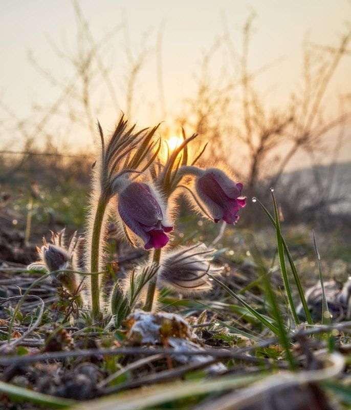 #nature, #туман, #лес, #oсень, #украина, #карпаты, #пейзаж, #закат, #туман, #солнце, #свет, #mountain range, #mountains, #туризм, #лес, #nature, #природа,  фото превью