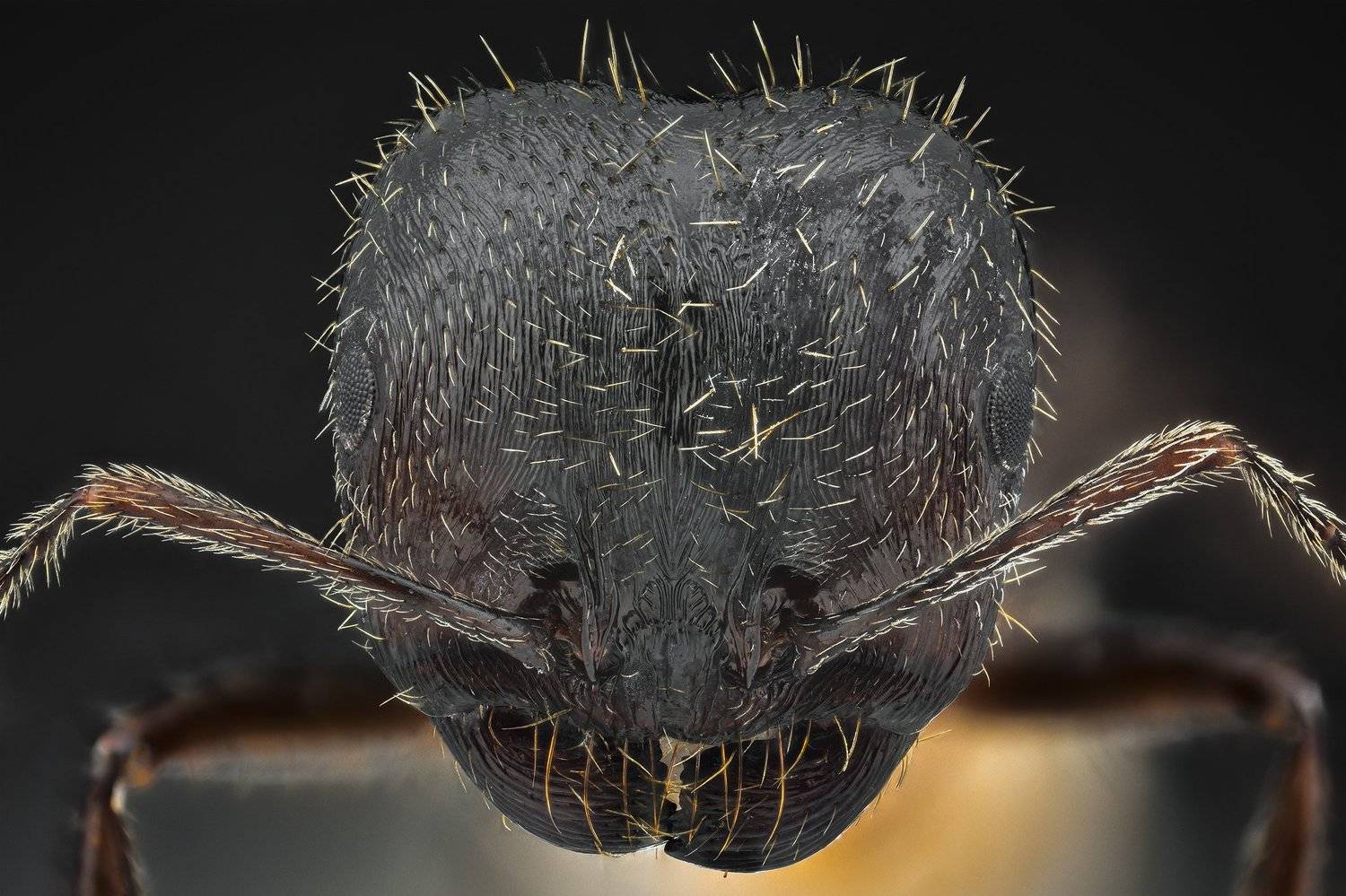 ceclii, macro, nikon d3400, lomo 3.7, Tsvetan Ganev