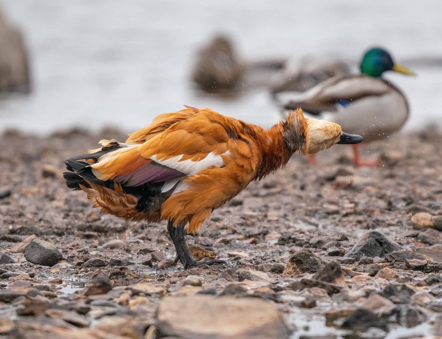 , Константин Дэм