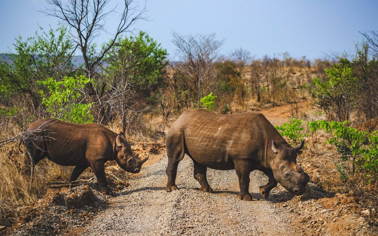 африка, носорог черный, носорог, зимбабве, замбия, юар, красная книга, животные, дикий животный мир, africa, wildlife, wildlife photography, animals, Дмитрий Николаев