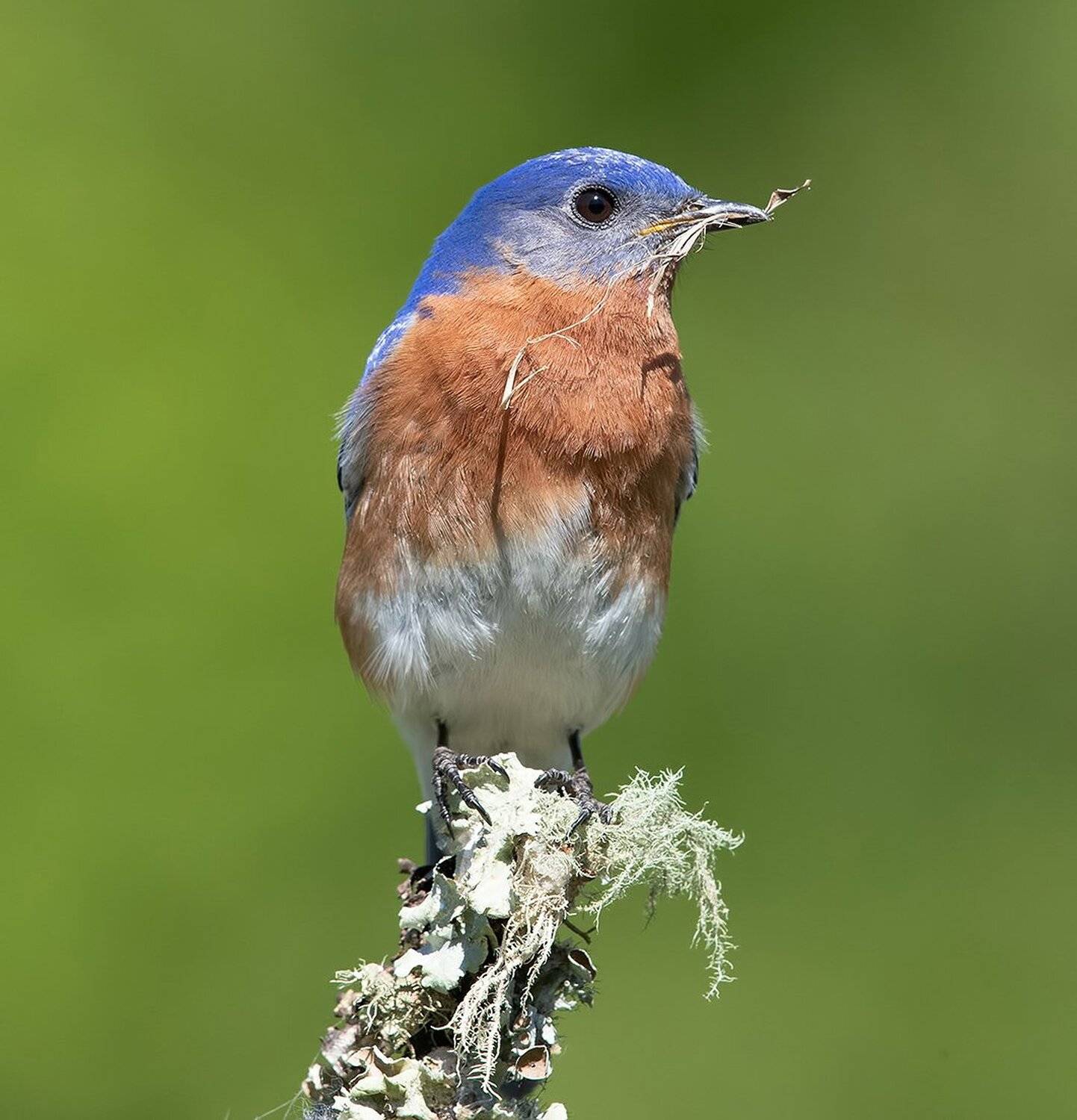 восточная сиалия, eastern bluebird, bluebird, Elizabeth Etkind