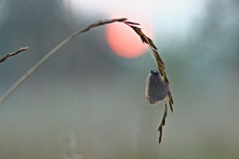 Июль фото превью