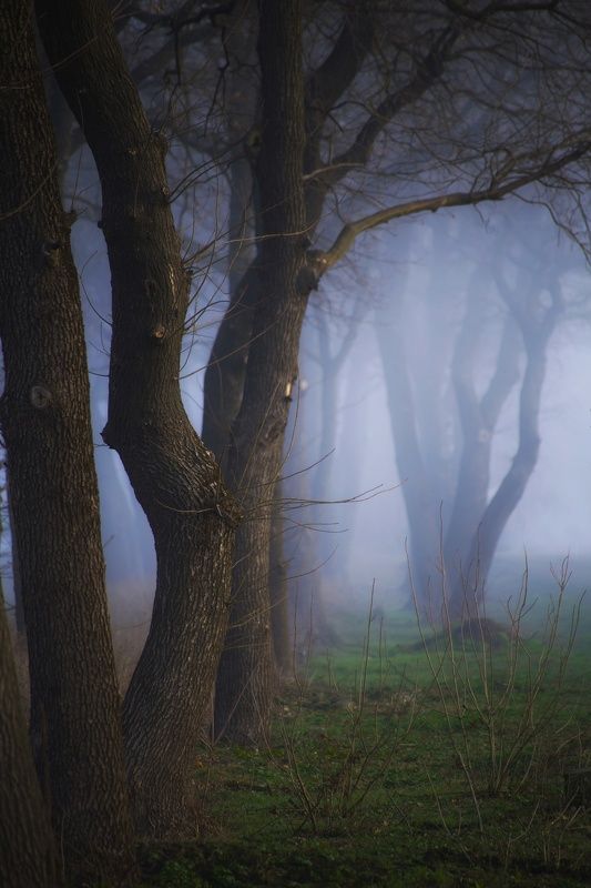 Мгла в лесу фото превью