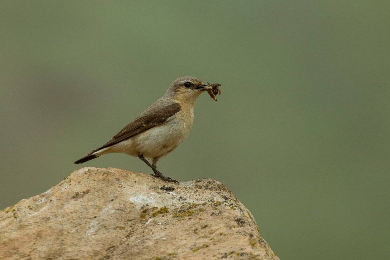 птицы, каменка, wildlife, birds, весна, northern wheatear, Алексей Юденков