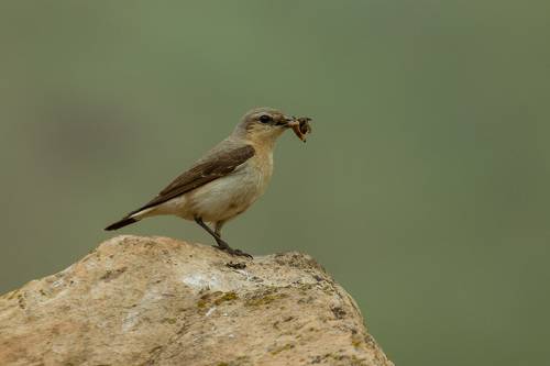 Обыкновенная каменка (попутчик)