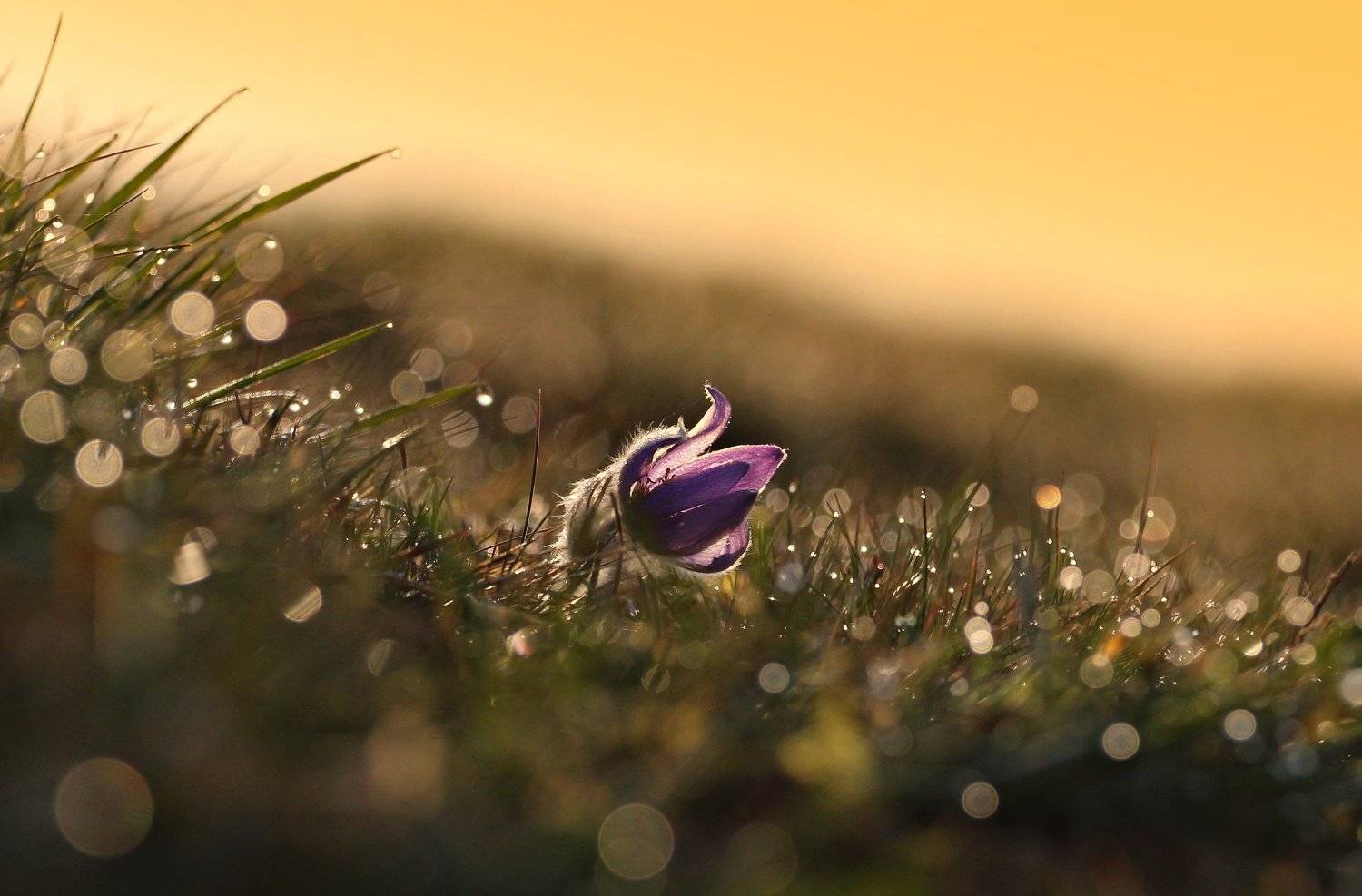 , Franti&scaron;ek Uhler