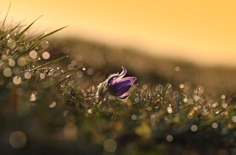 Pulsatilla фото превью
