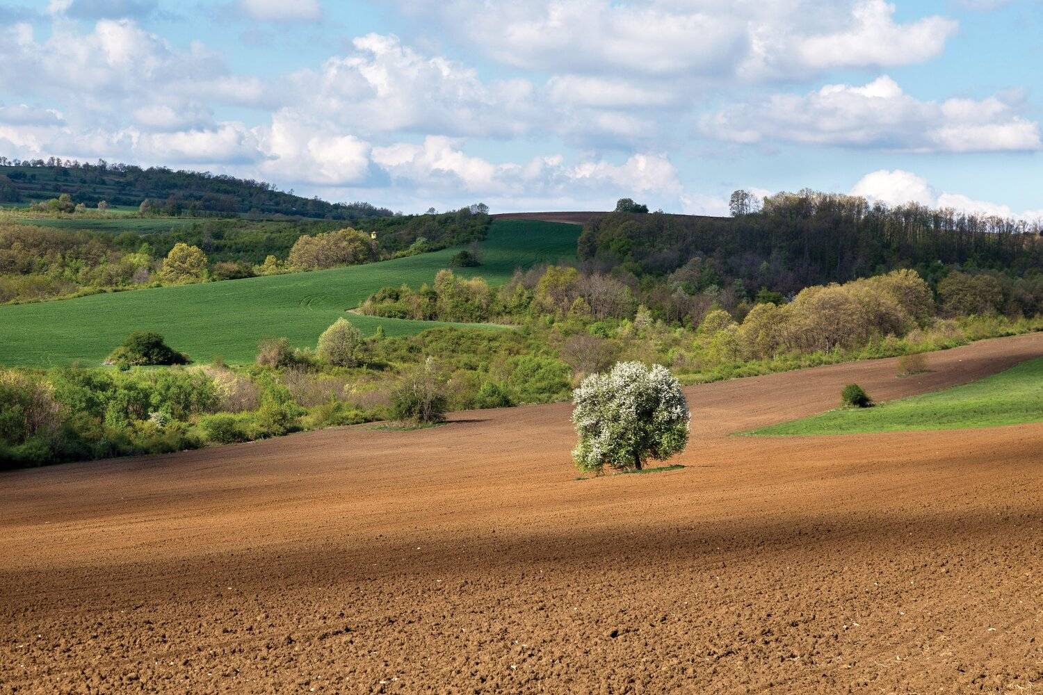 , Александър Сандев