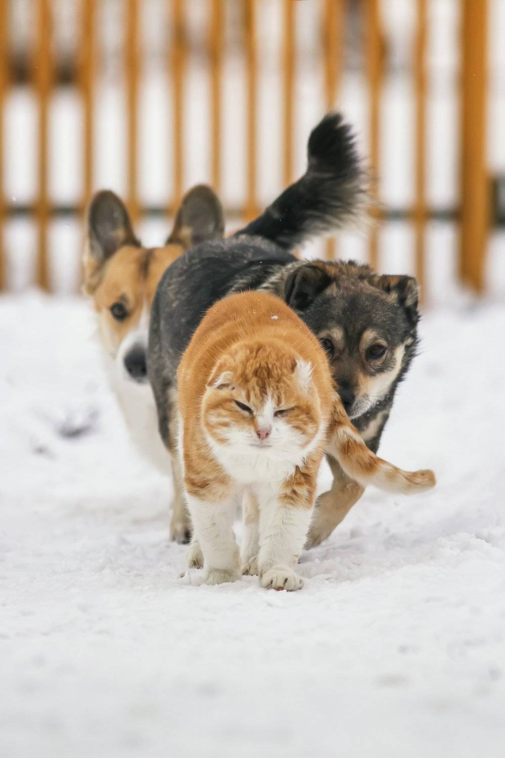 кот кошка собака животные юмор, Наталья