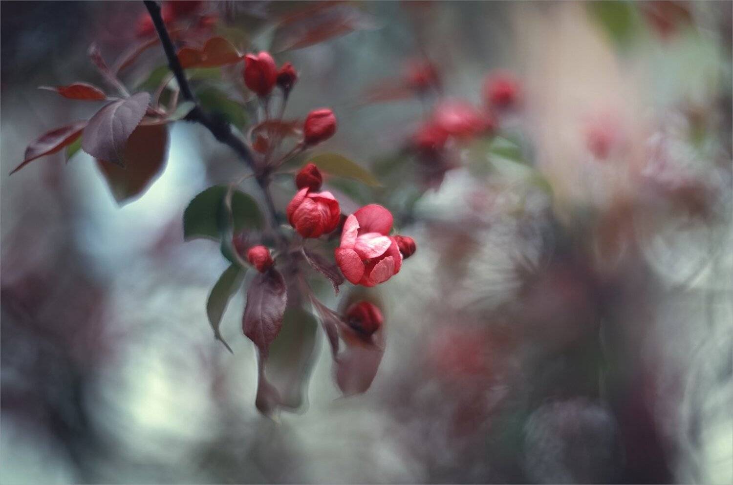 , Ариадна Белкина