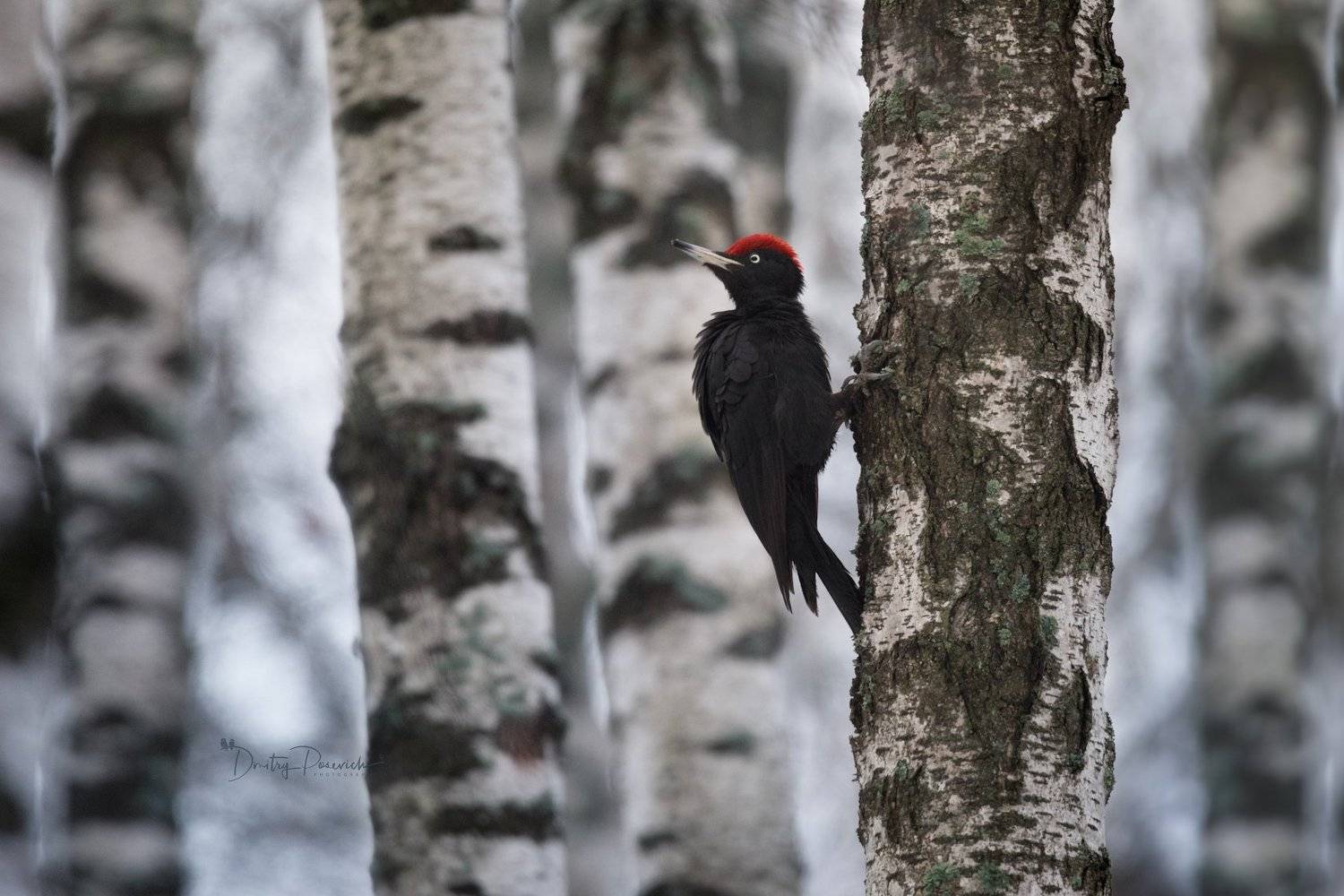 природа, лес, поля, огороды, животные, птицы, макро, Дмитрий Посевич
