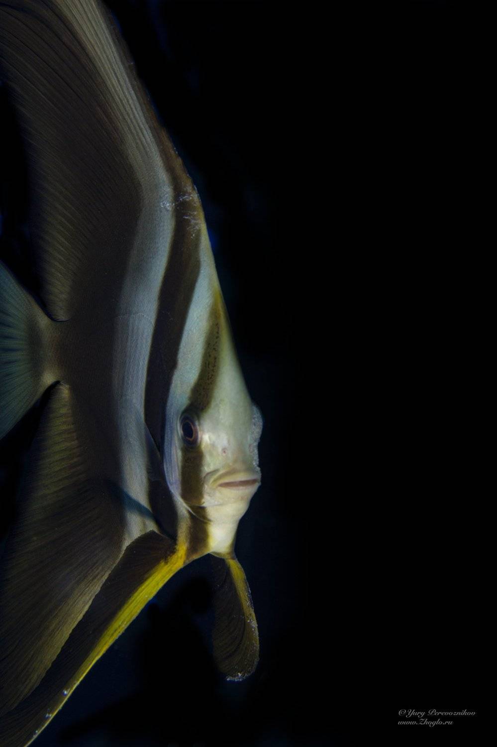 подводное фото подводный мир дайвинг, Юрий Перевозников