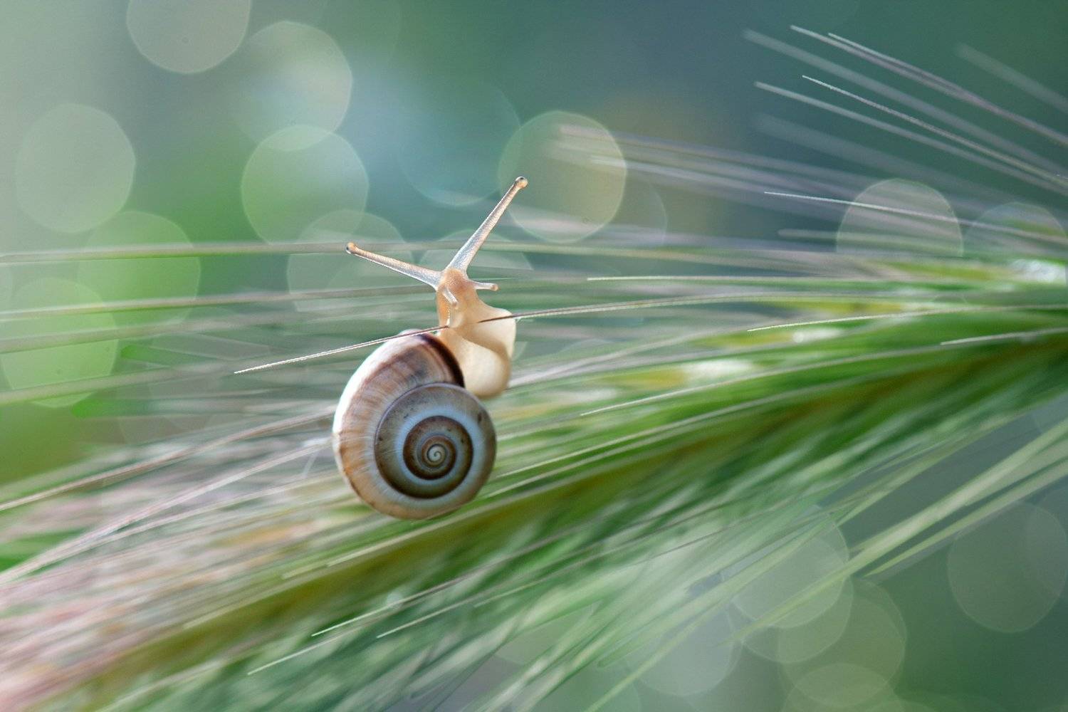 , Людмила Бекман