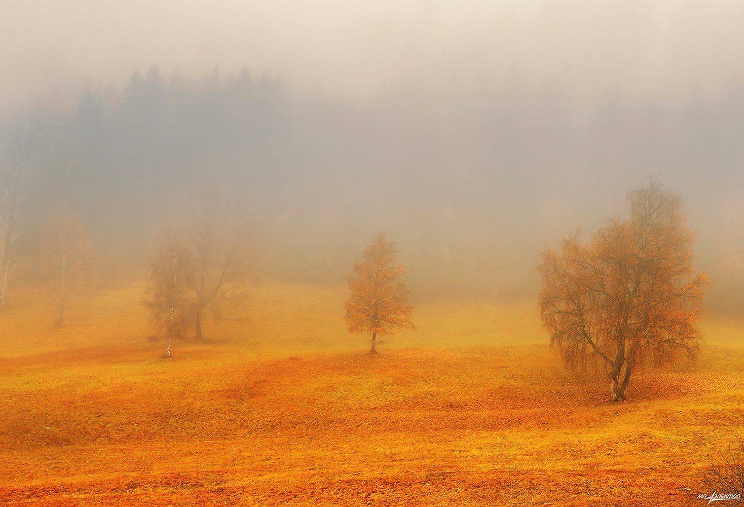 swiss, Матвеев Николай