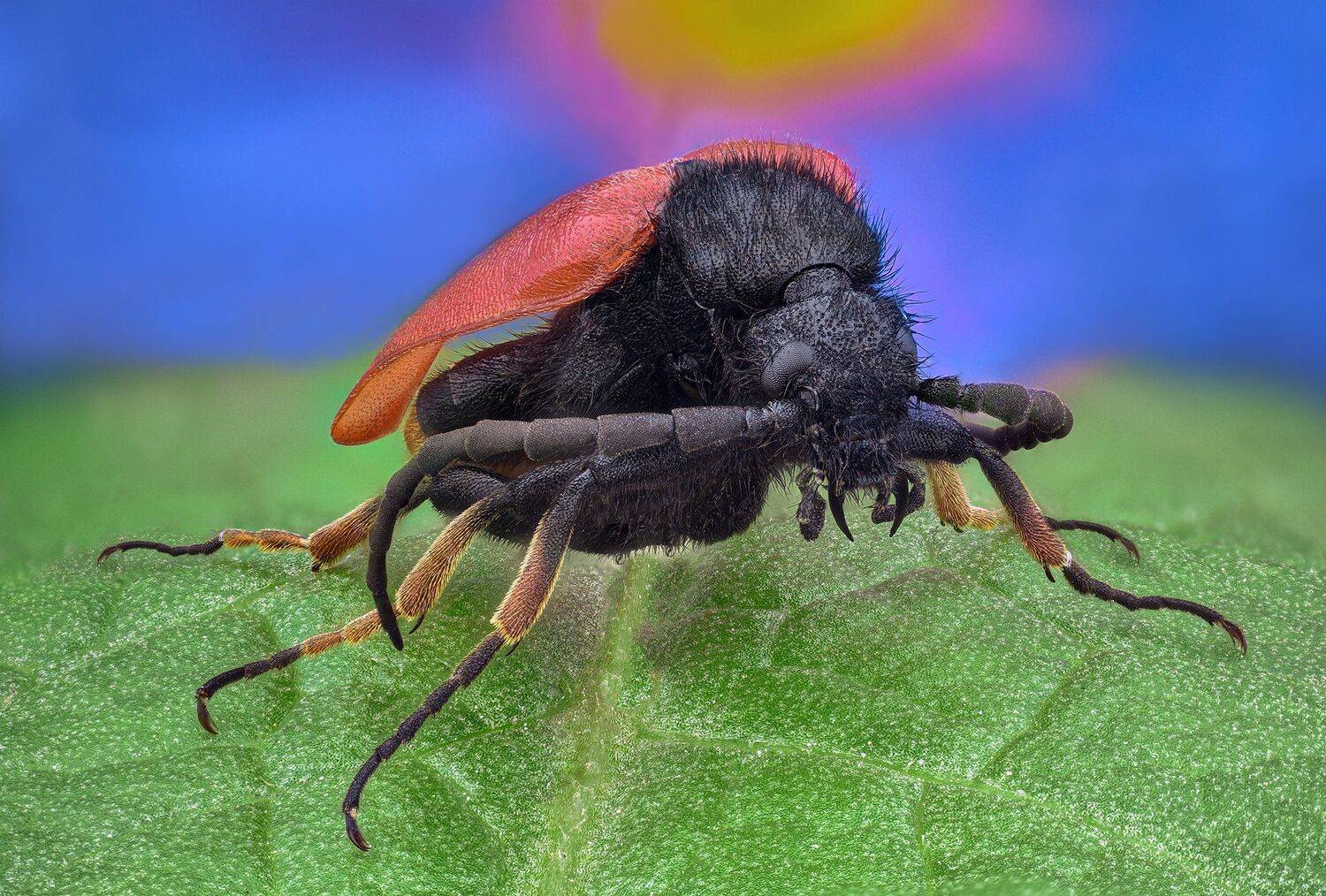 ceclii, macro, nikon d3400, lomo 3.7, Tsvetan Ganev