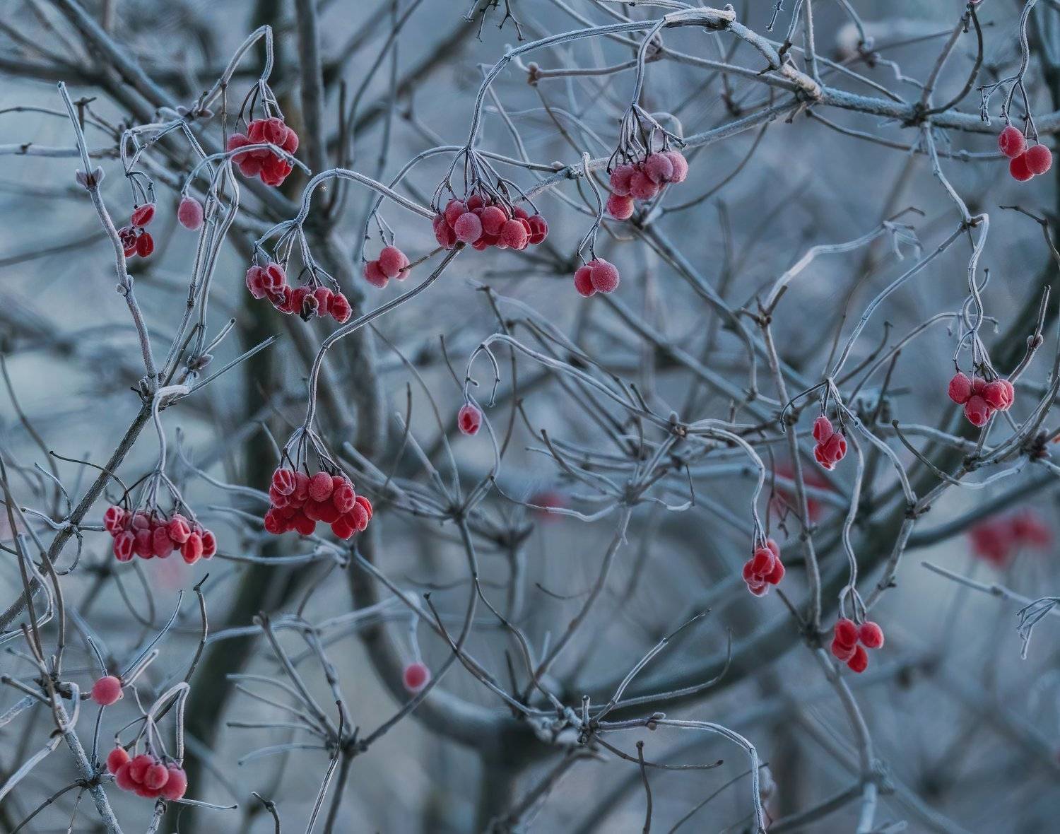 , Константин Дэм