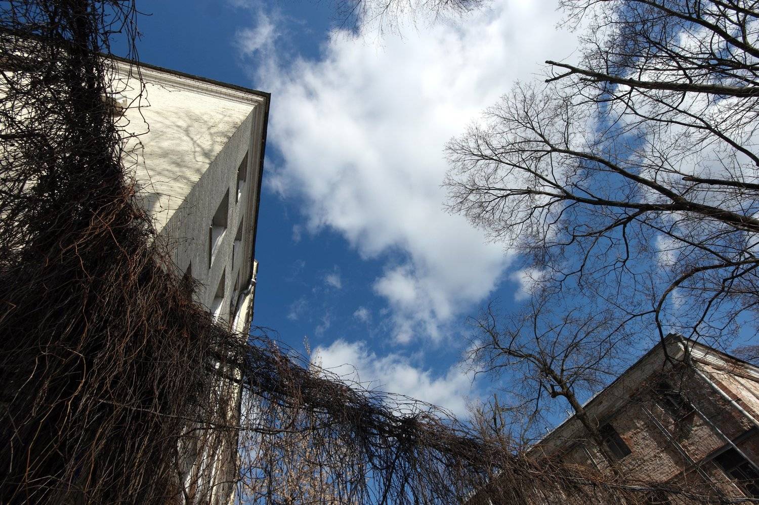 виноград, лиана, виться, провода, трос, здание, Хитровка, Дмитрий Ткаченко