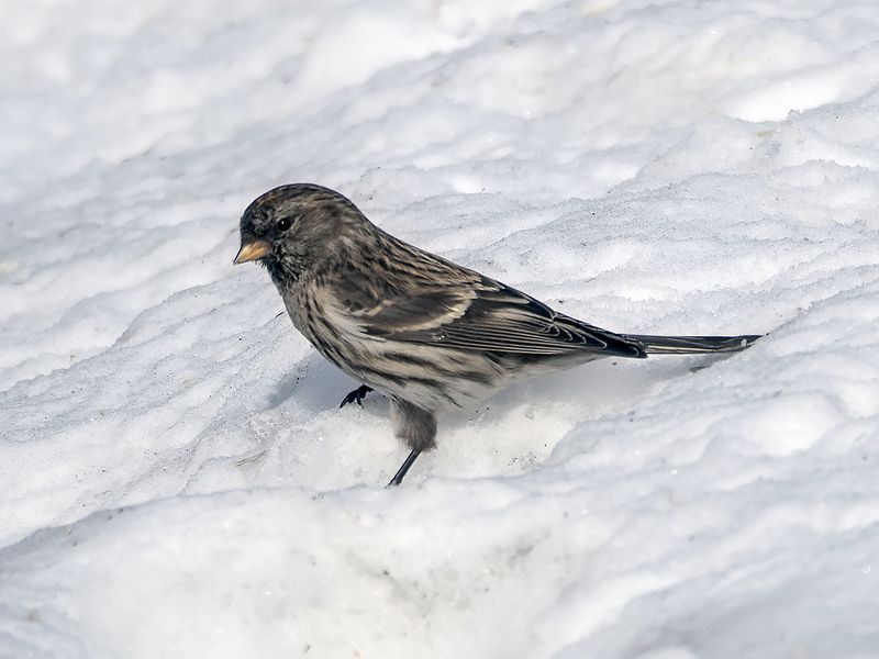 среди снегов фото превью