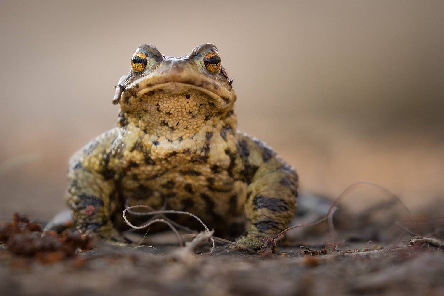 , Robert Adamec