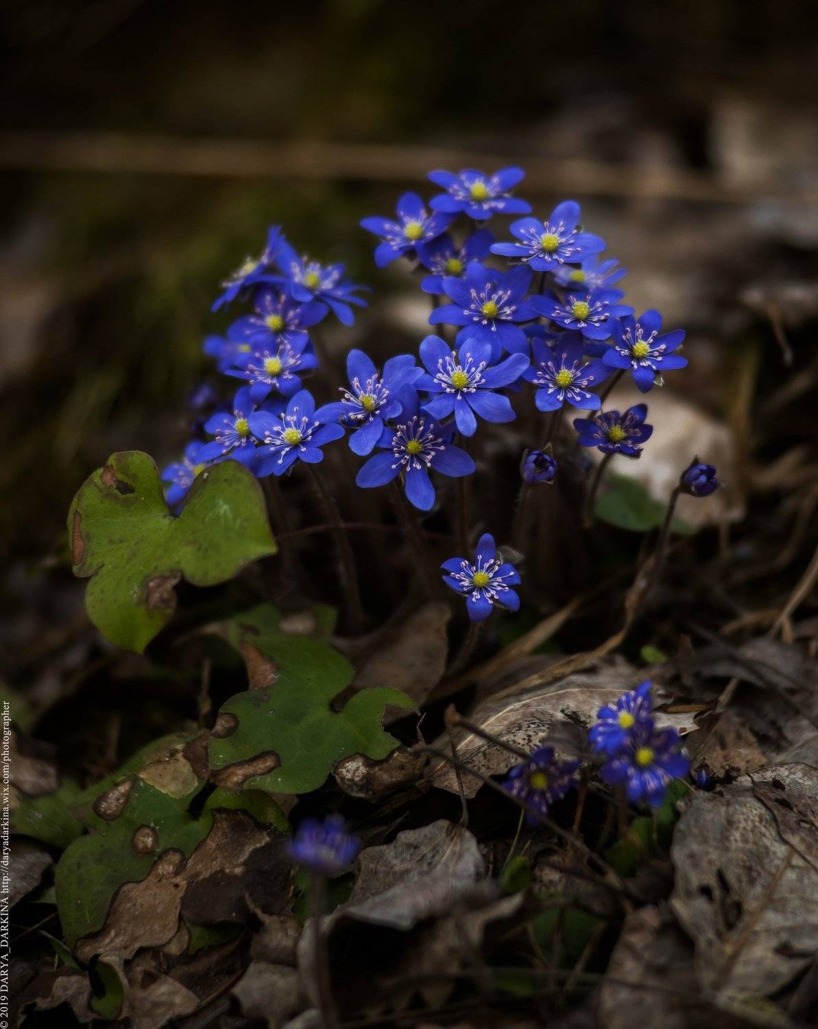 весна, цветы, печеночница, карелия, природа, путешествие, nature, travel, karelia, Даркина Дарья