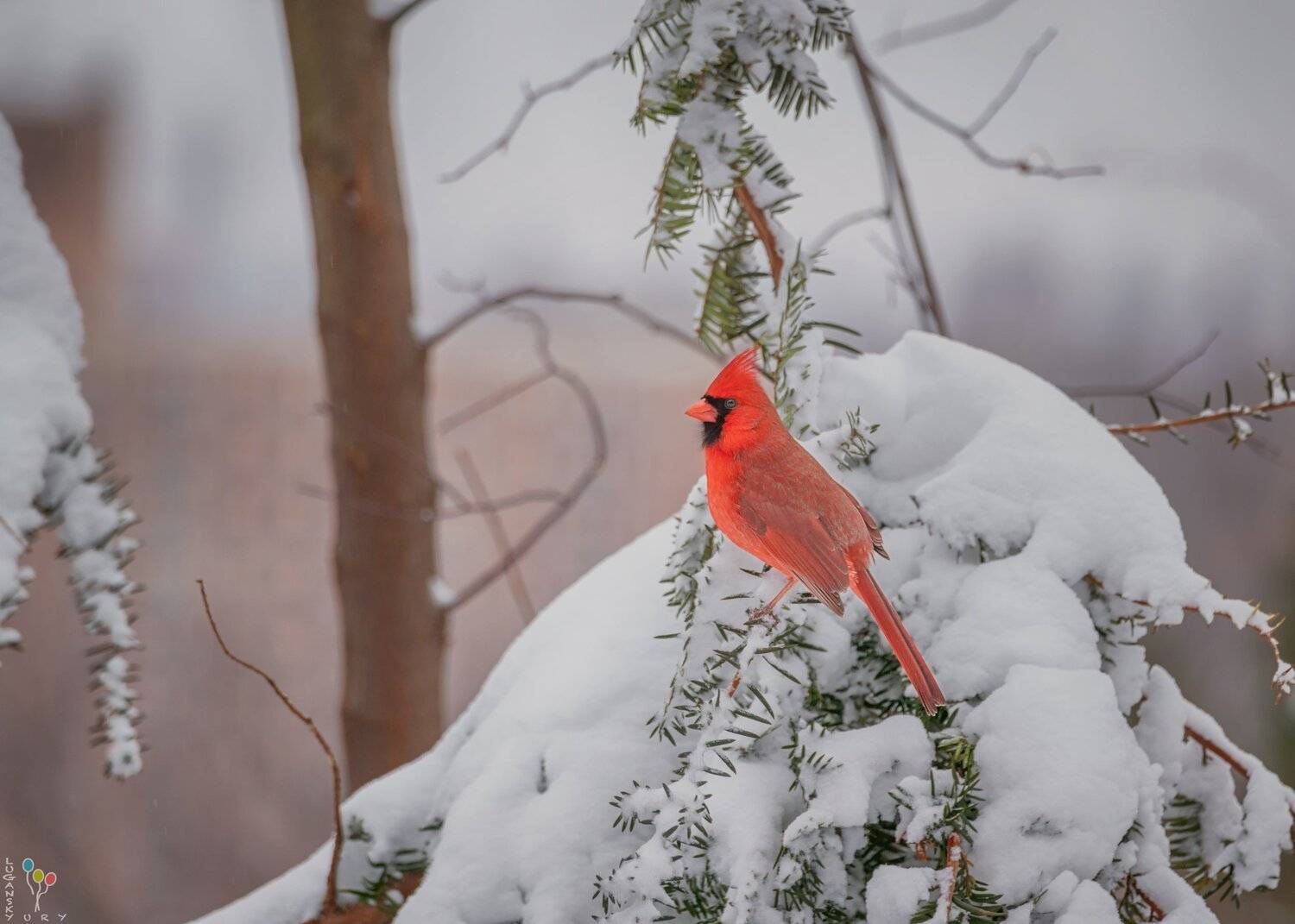 Cardinal. Автор: Yury Lugansky , Yury Lugansky