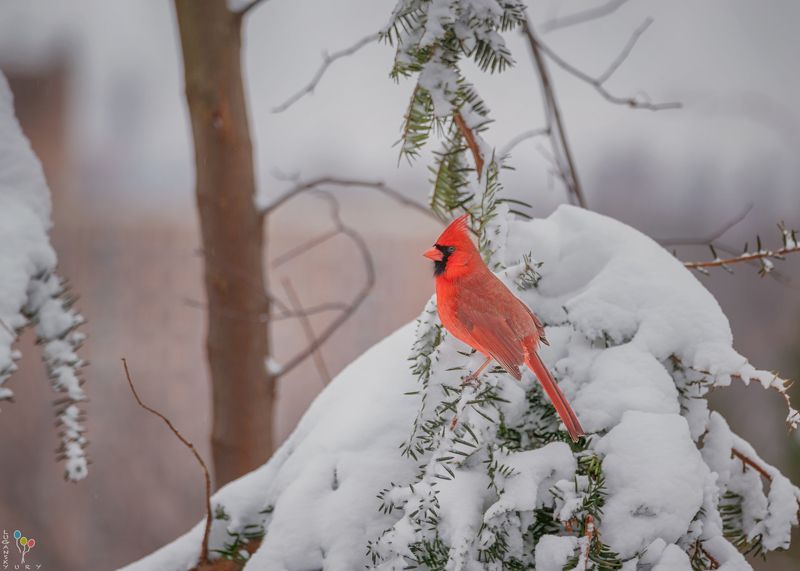 Cardinal фото превью
