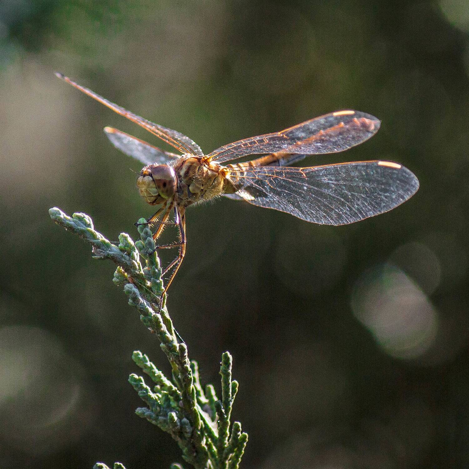 , Алексей Кремнёв