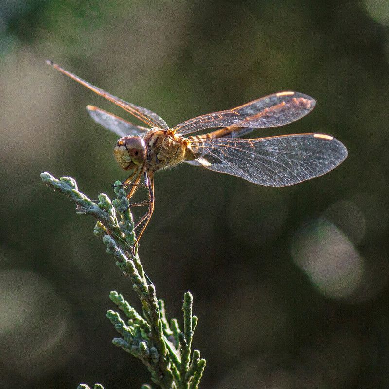 Стрекоза фото превью