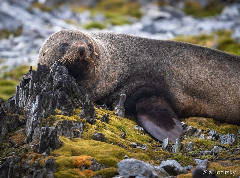 *** фото превью