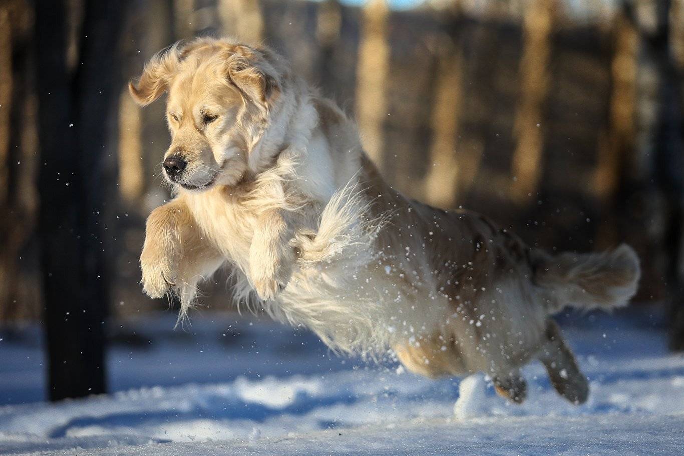 , Андрей Ершов