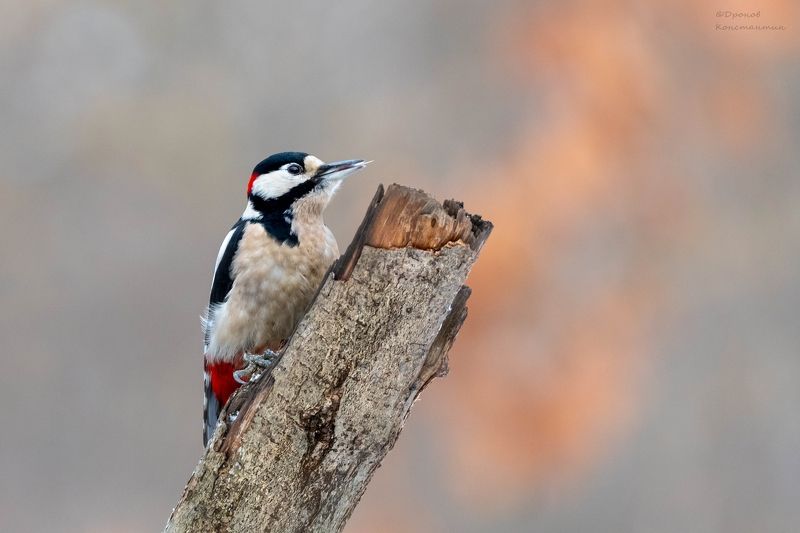 дятел, бпд, птицы, фотоохота Дятел фото превью