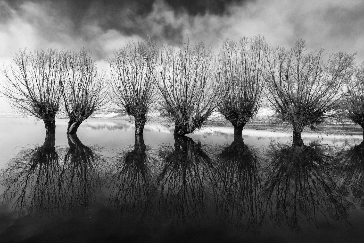 Trees,lake,black,white, ORHAN K&Ouml;SE