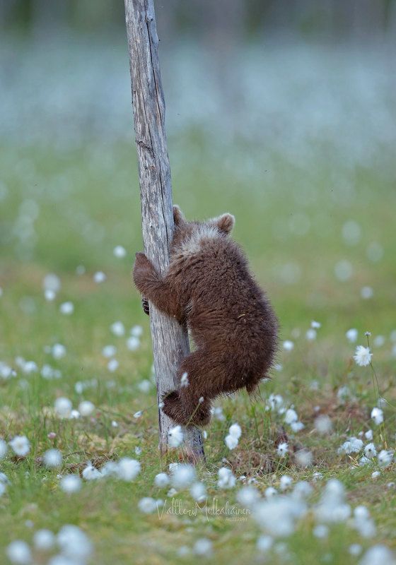 А может, ну его, да вниз? фото превью