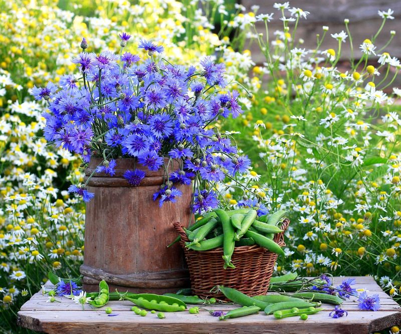 натюрморт, фотонатюрморт, лето, цветы, ромашки, васильки,  наталья казанцева Лето васильковое! фото превью