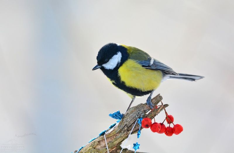 птицы, большая синица, birdwatching, дикая природа, birds, wildlife Большая синица фото превью