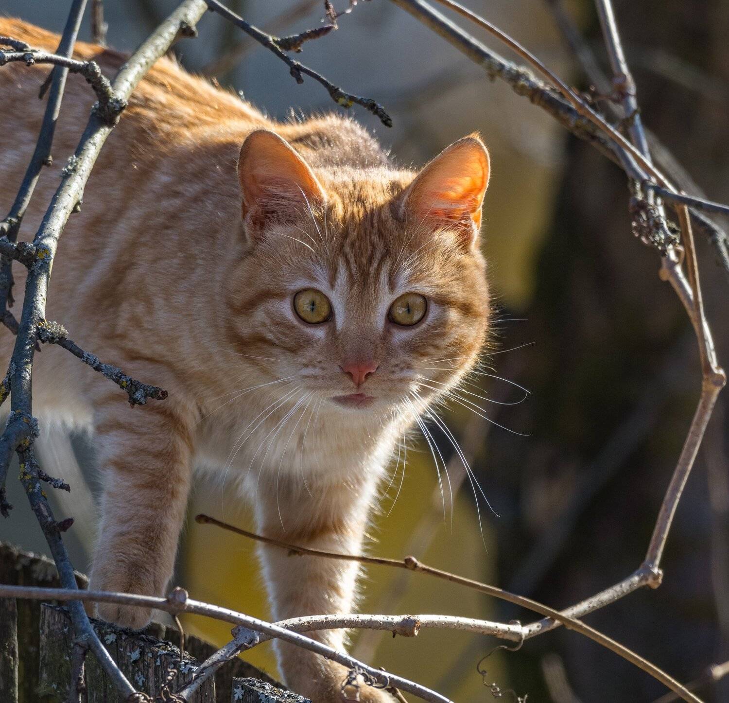 , Курлянцев Алексей