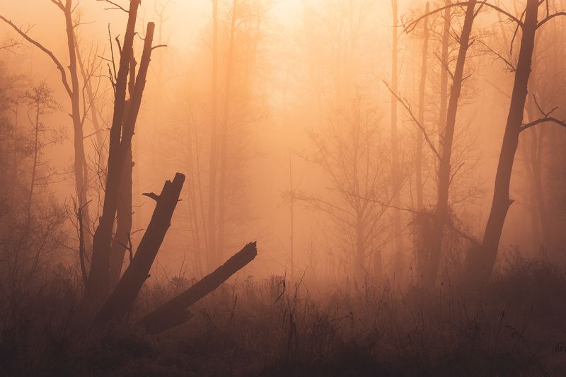 Morning mood фото превью