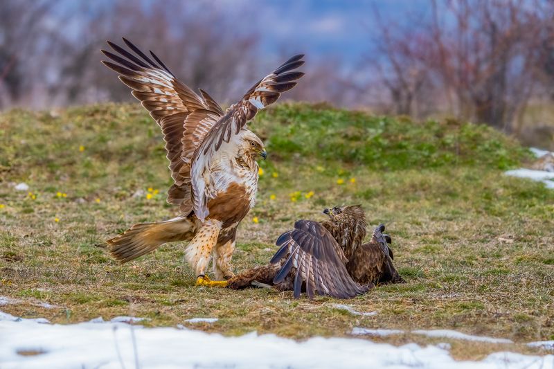 Битка между северен(Buteo lagopus) и обикновен(Buteo buteo) мишелов... фото превью