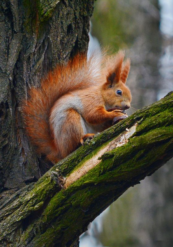 Белка фото превью