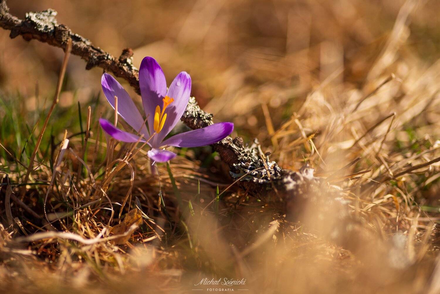 #poland #tree #sunrise #sky #nature #poland #pentax #benro #rock #mountains #spring #flower #crocus #macro, Michał Sośnicki