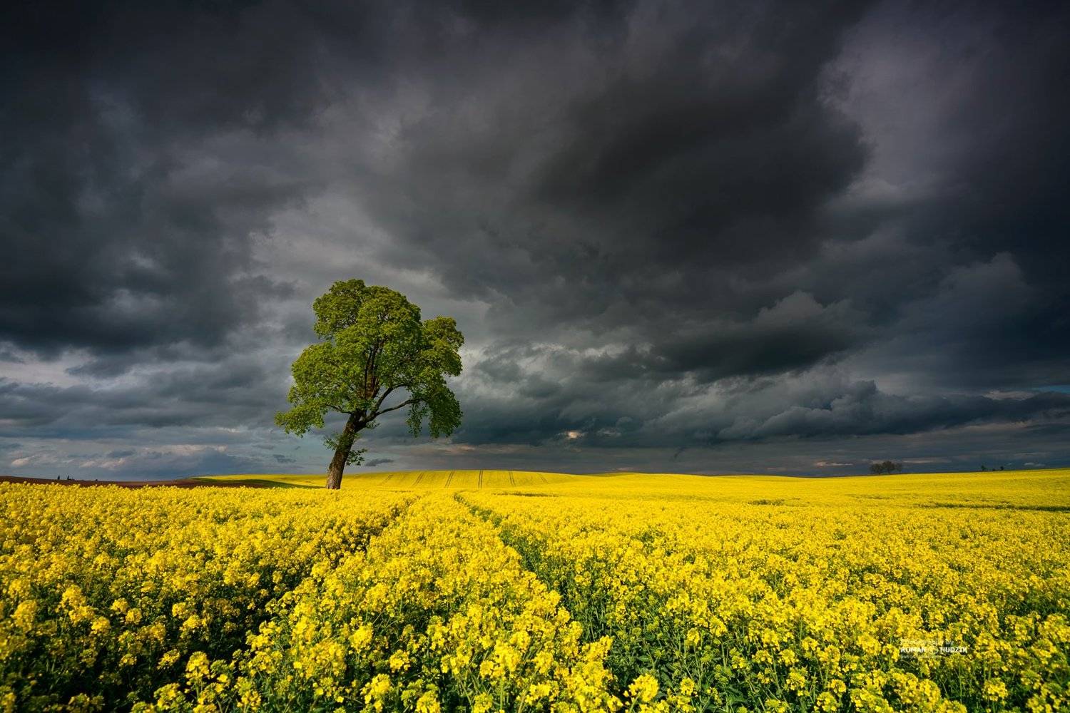 Clouds, landscape, rape, fields, sky, tree, , Roman Hudzik