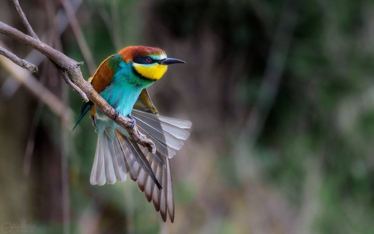 , Александр Круль