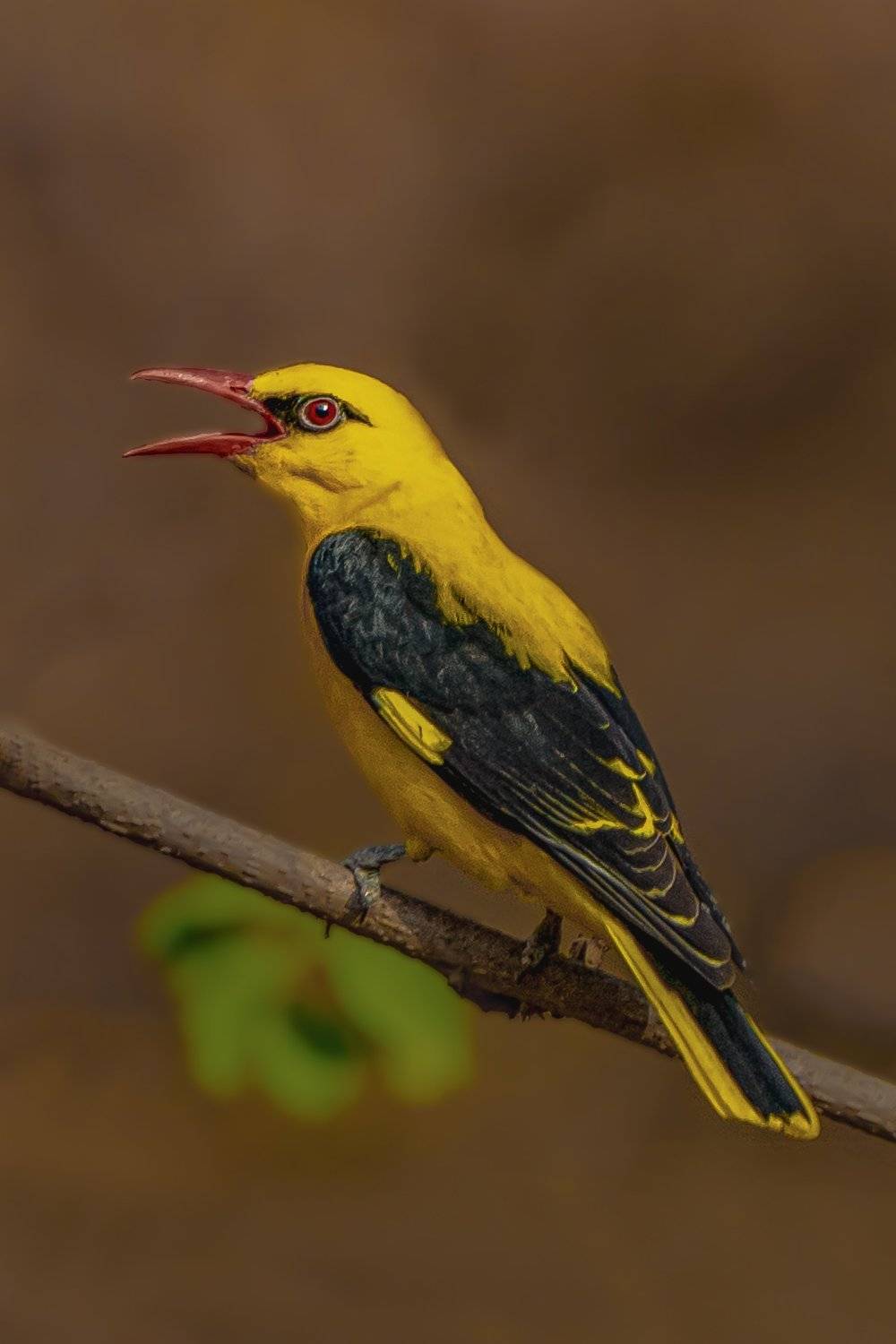 #birds, Vipul Saxena