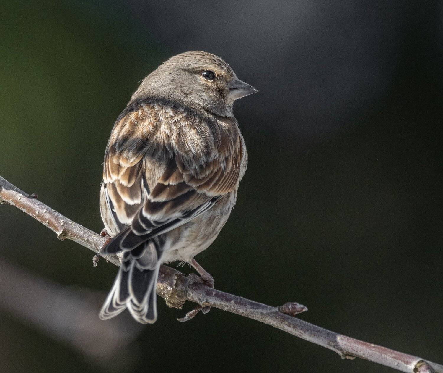 , Курлянцев Алексей